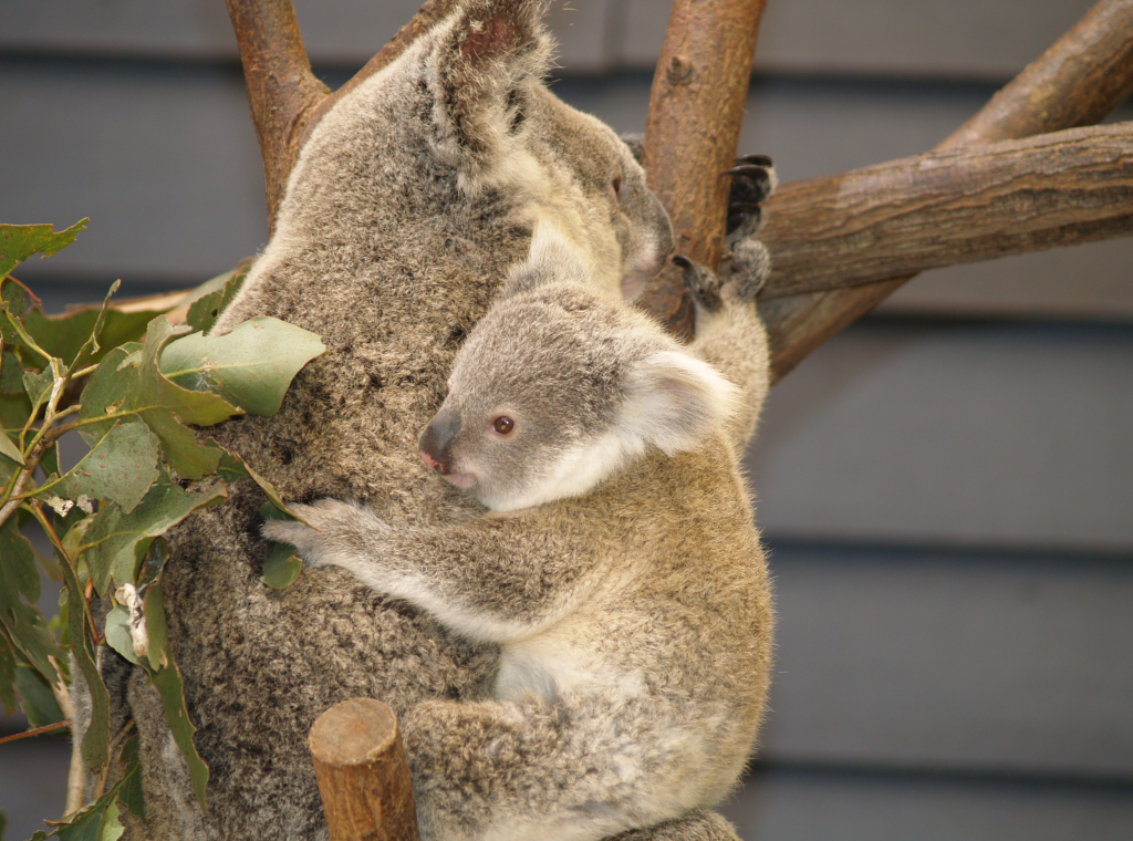 Advanced Certificate in Wildlife Management